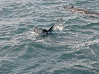 Reykjavík Whales & Northern Lights, photo 8