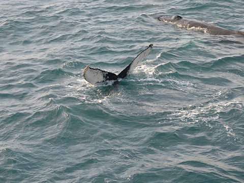 Reykjavík Whales & Northern Lights, photo 8