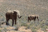 Elephants
