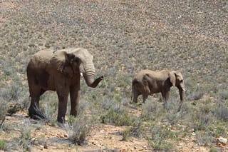 Visit Big 5 Aquila Game Reserve Group Transfer UP To 13 Pax From Cape Town F/D 