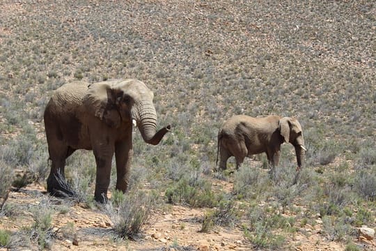 Visit Big 5 Aquila Game Reserve Group Transfer UP To 13 Pax From Cape Town F/D 