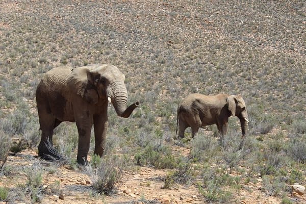 Visit Big 5 Aquila Game Reserve Group Transfer UP To 13 Pax From Cape Town F/D 