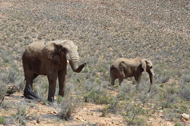 Visit Big 5 Aquila Game Reserve Group Transfer UP To 13 Pax From Cape Town F/D 