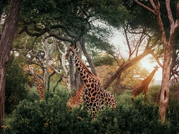 4 Day Tanzania Classic Safari – Tarangire, Serengeti & Ngorongoro crater