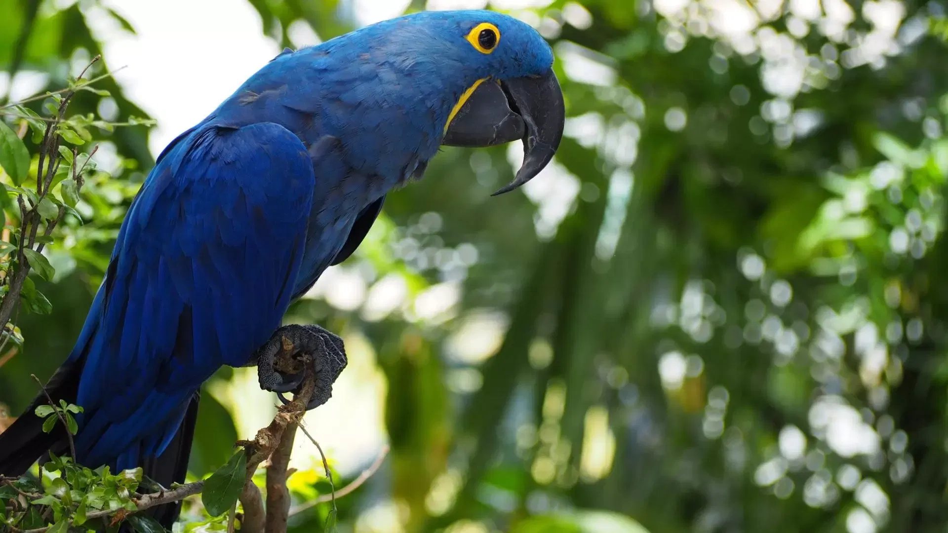 A hyacinth macaw with deep blue plumage and a yellow eye ring perched on a branch at The Green Planet Dubai