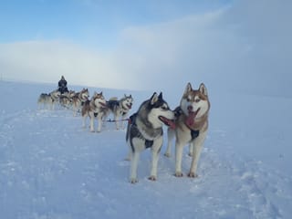 Siberian Husky Dog Sledding, photo 10