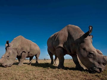 DAY TRIP TO OL PEJETA CONSERVANCY FROM NAIROBI