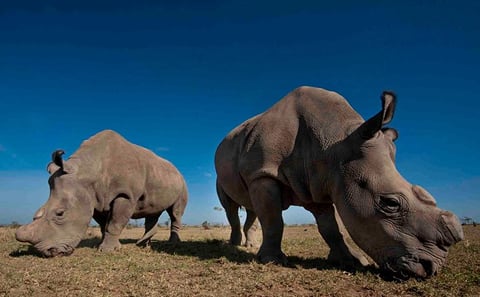 DAY TRIP TO OL PEJETA CONSERVANCY FROM NAIROBI