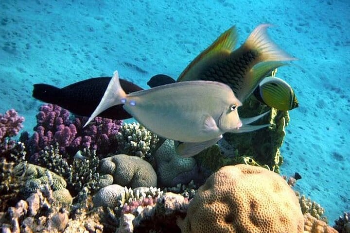 Samadai Reef – Dolphin House diving & Snorkeling Tour_ Marsa Alam