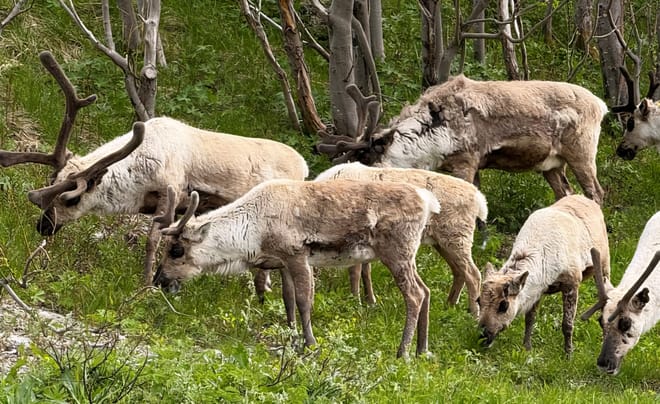 Tromsø: Scenic Fjords & Islands Roadtrip — Small Group Tour 4