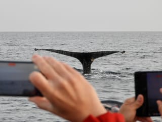 Reykjavík Premium Whales in the Midnight Sun, photo 25