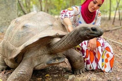 Zanzibar Prison Island Giant Big Tortoise Tour