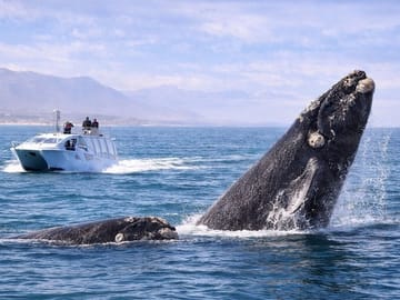 Hermanus Whale Watching Full-Day Tour