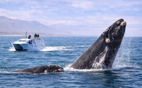 Hermanus Whale Watching Full-Day Tour