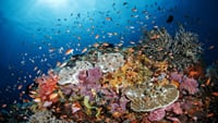 Snorkeling Day Trip & Island Tour to Nusa Lembongan & Penida 10