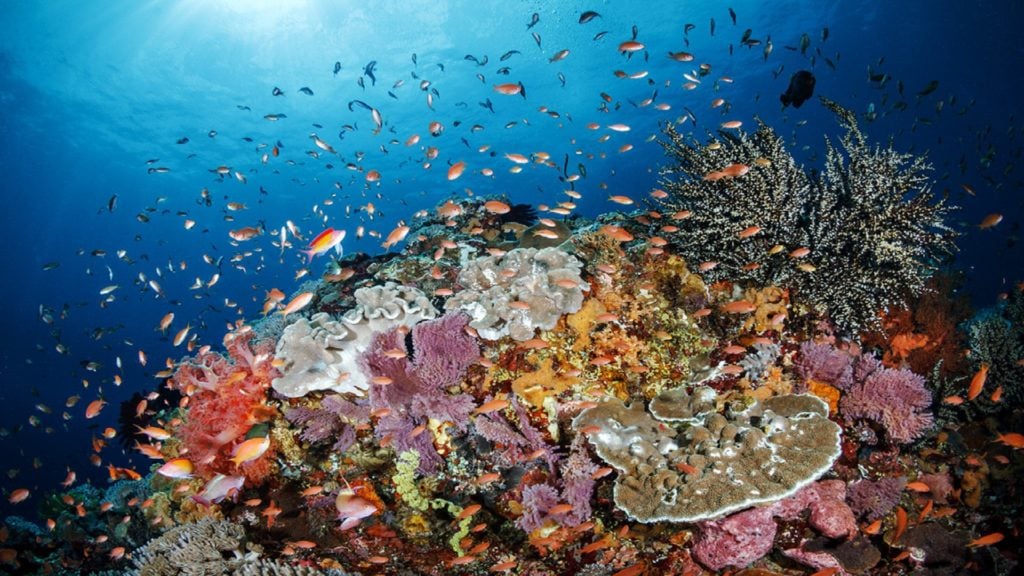 Snorkeling Day Trip & Island Tour to Nusa Lembongan & Penida 10