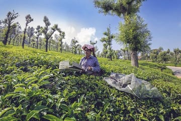 Coimbatore to Ooty Tour with Hotel and Sightseeing Excursions