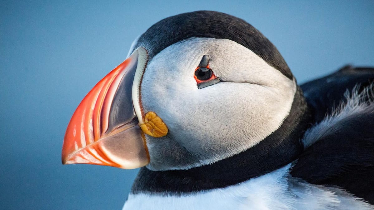 Private Westman Islands Day Tour