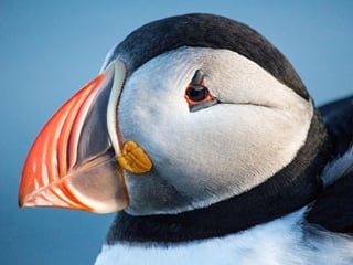 Puffin