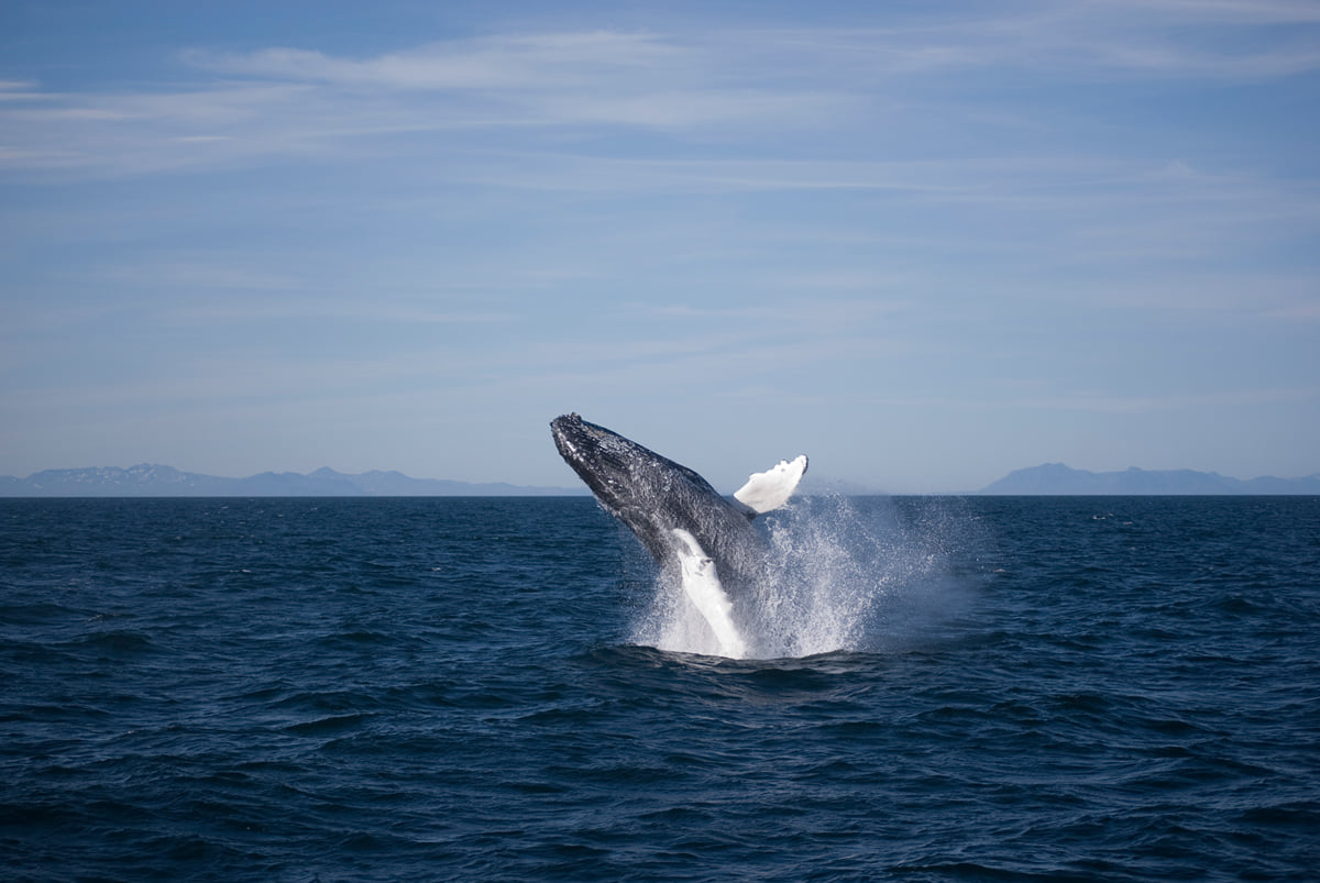 Encounters with whales