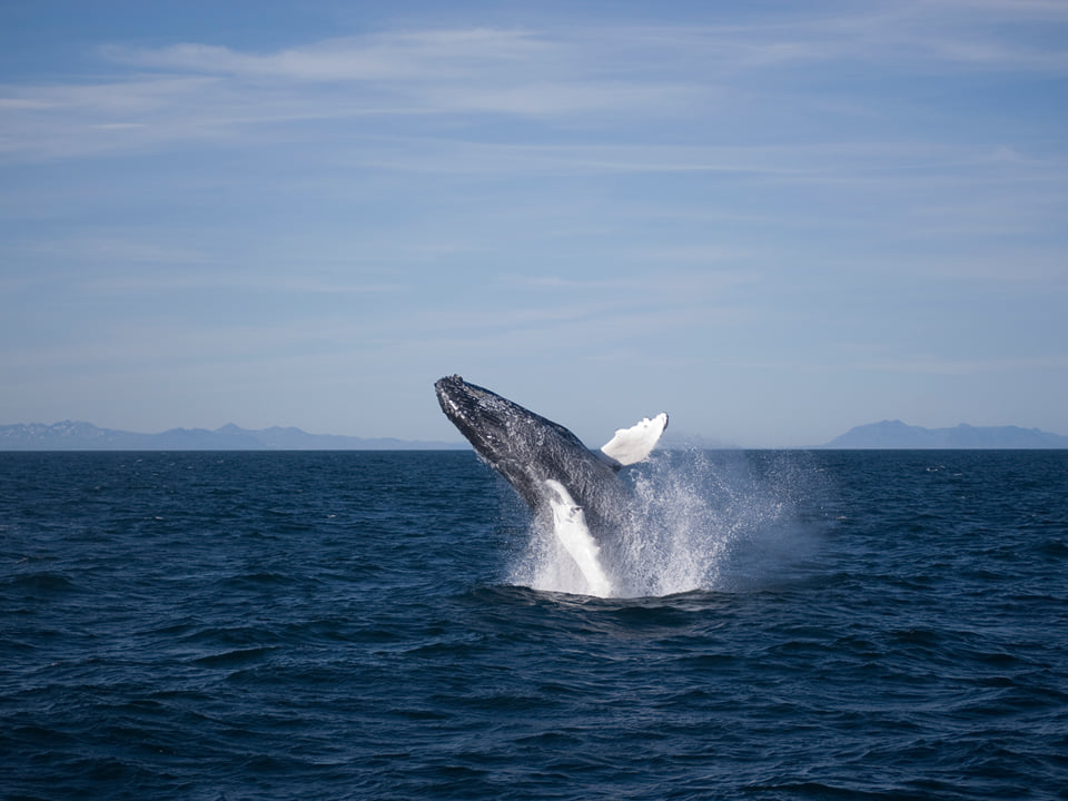 Rafting & Whale Watching — Arctic Rafting