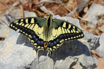 Mistra Valley and Selmun Nature Hiking Tour in Mellieha