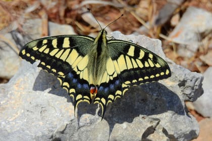 Mistra Valley & Selmun Nature Walking Tour (Private Tour)