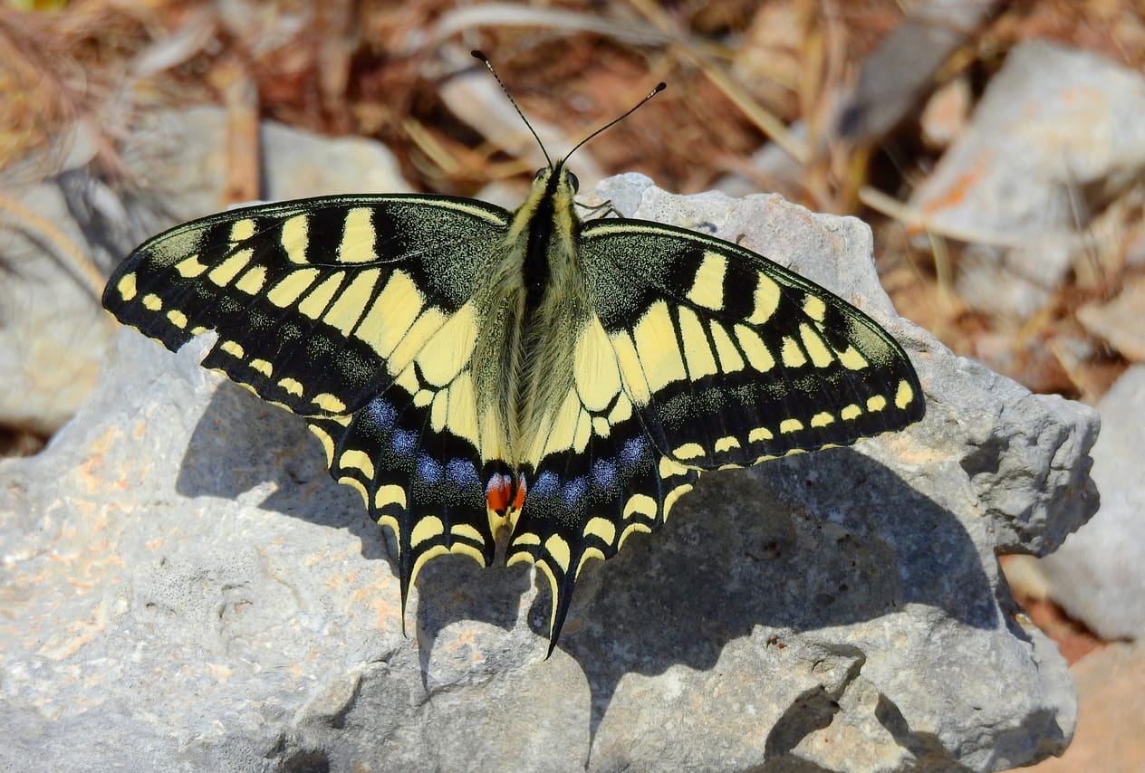 Mistra Valley & Selmun Nature Walking Tour (Private Tour) 4