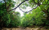 Bird watching & trekking in Udawatta Kele Sanctuary 7