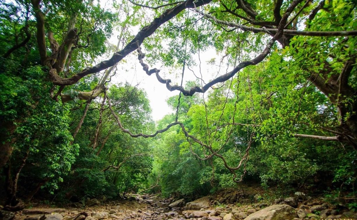 Bird watching & trekking in Udawatta Kele Sanctuary 7