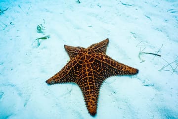 VIP Catamaran Snorkeling and Brunch Tour in Noord, Aruba