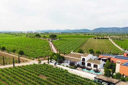 Vineyard Tour with Wine Tasting, Cava, and Snacks from Valencia