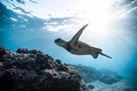Marsa Mubarak Intro Dive &amp; Snorkeling with Transfer : Marsa Alam