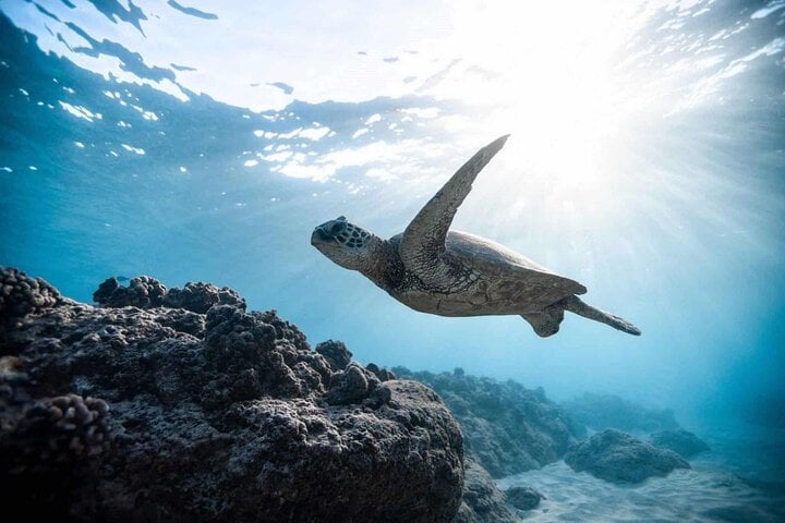 Marsa Mubarak Intro Dive & Snorkeling with Transfer : Marsa Alam