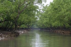 Sunderban Safari: In Search of Bengal Tigers