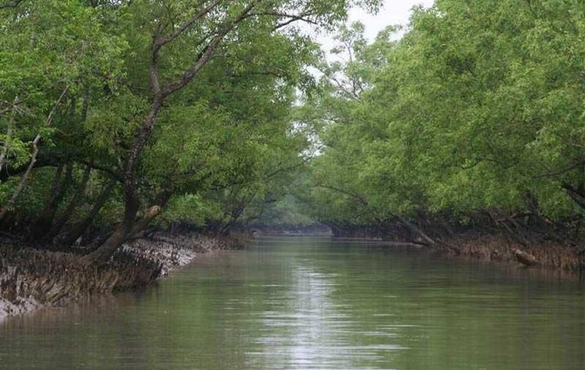 Sunderban Safari: In Search of Bengal Tigers