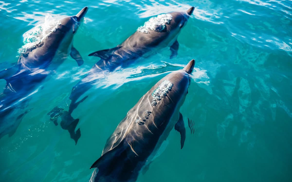 Key West Dolphin Watching Cruise + Snorkeling + Drinks