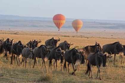 7 Days 6 Nights Maasai Mara, Lake Nakuru, Lake Naivasha and Amboseli Luxury Safari