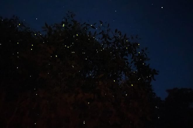 Kuala Selangor Fireflies & Blue Tears Guided Tour w Dinner (SIC) photo 2