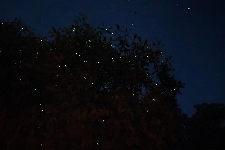 Kuala Selangor Fireflies & Blue Tears Guided Tour w Dinner (SIC) 2