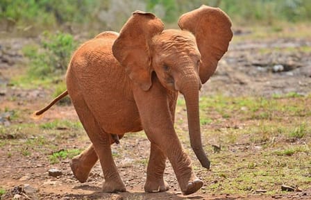 Half Day Guided Tour of David Sheldrick Elephant Orphanage in Nairobi