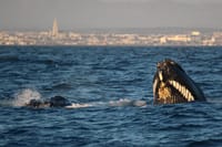 Reykjavík Premium Whales in the Midnight Sun 1