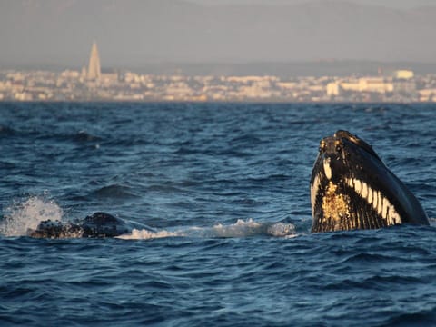 Reykjavík Premium Whales in the Midnight Sun, photo 2