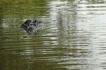 2-Day Amazon Adventure at Juma Lake Lodge from Manaus
