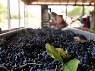 Kefalonia Wine and Gastronomy Tour at Sclavos Estate