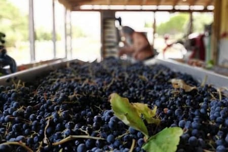 Sklavos Estate : Kefalonia Wine & Gastronomy Tour