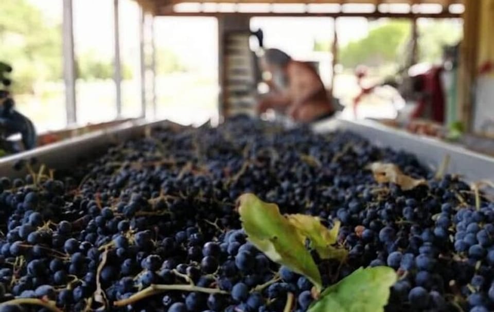 Kefalonia Wine and Gastronomy Tour at Sclavos Estate