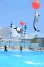 Premium Dolphin Watching & Live Show in Pool - Hurghada 8