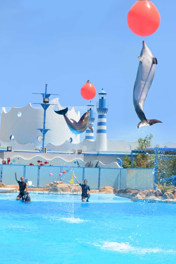 Premium Dolphin Watching & Live Show in Pool - Hurghada 8