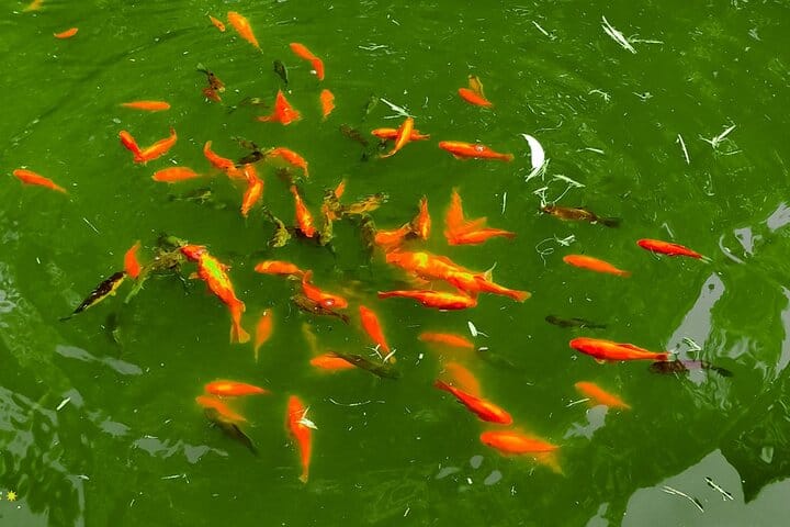 4 Full days in Georgia with private tour, free aiport